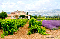 Lavender Field France