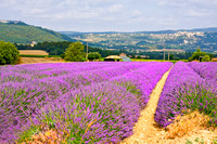 Lavender in Provence