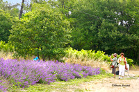 Artist in Lavender Field