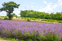 Lavender Field France