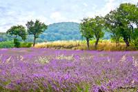 Lavender Field France