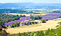 Lavender Field France