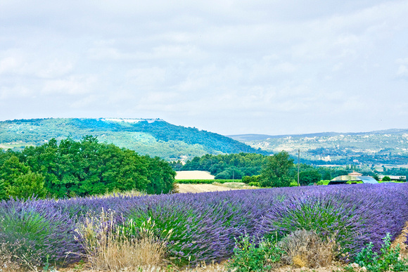 Lavender Field France